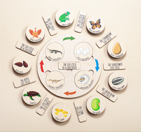 Frog Life Cycle, Wooden puzzle, Toddler puzzles jigsaw, Montesssori Biology, ButterflyLife Cycle - FistikPuzzles