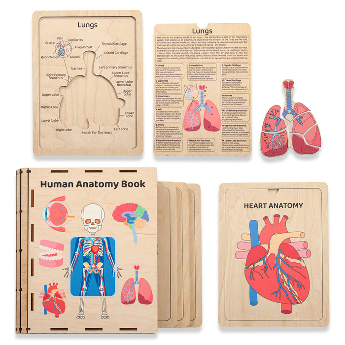 Human Anatomy busy book, Human body puzzle, Montessori busy book, Kids ...