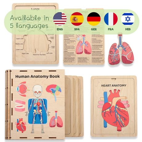 Human Anatomy busy book, Human body puzzle, Montessori busy book, Kids activity book, Anatomy study for kids, Gifts for Toddler - FistikPuzzles
